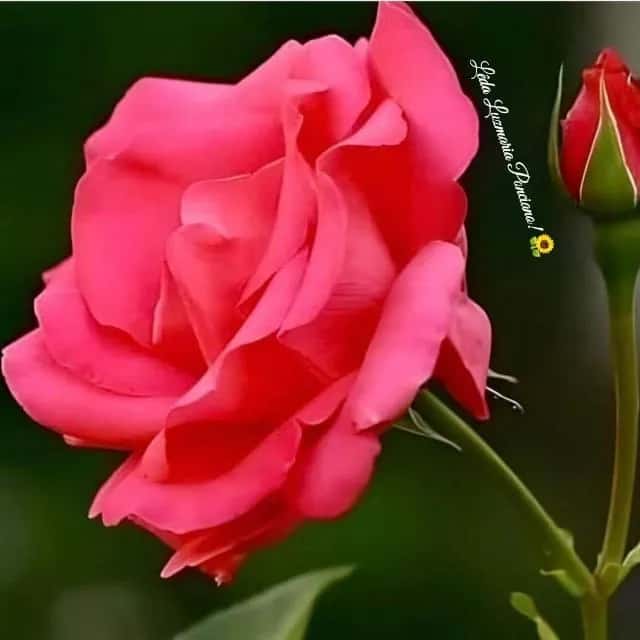 Flores Do Campo — grupos de WhatsApp