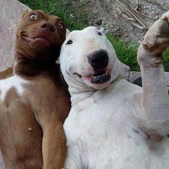 Só Figurinhas — grupos de WhatsApp