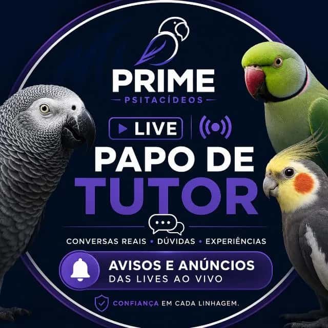 Prime Live Papo de Tutor — grupos de WhatsApp