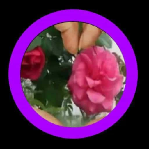 Lantas E Ervas — grupos de WhatsApp