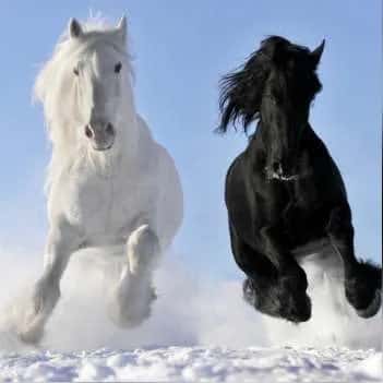 Equinos I — grupos de WhatsApp