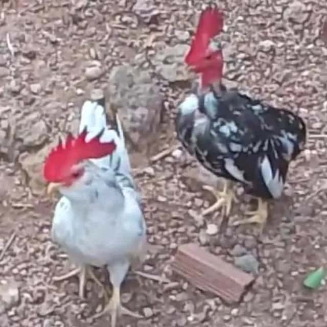 Aves Exóticas Do Brasil — grupos de WhatsApp