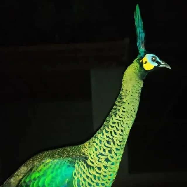Bichos E Aves Ornamentais — grupos de WhatsApp