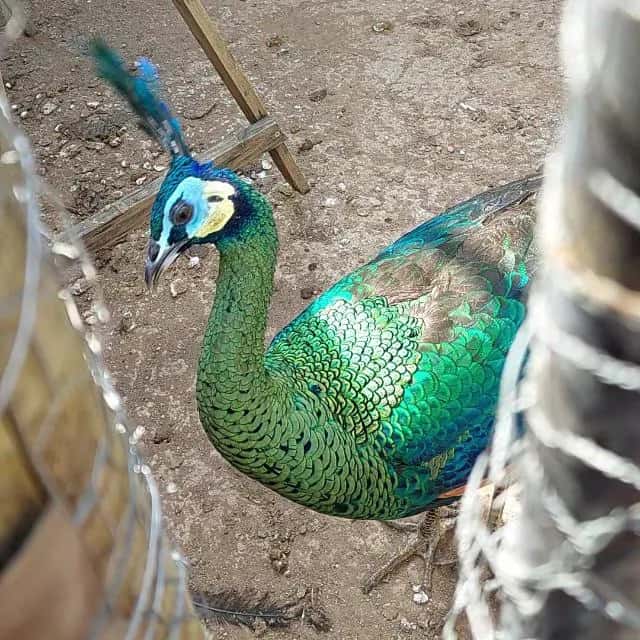 Todas As Especies De Aves Em Geral BR — grupos de WhatsApp