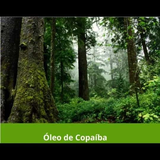 ÓLEOS NATURAIS A CURA PELA NATUREZA — grupos de WhatsApp