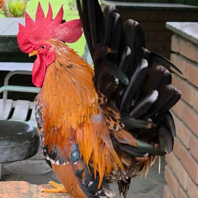 Venda De Animais E Relacionado — grupos de WhatsApp