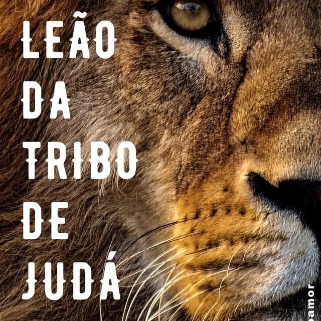 Leao Da Tribo De Juda Ofc
