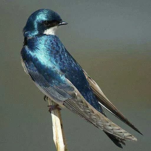 Grupo De Assobiadores