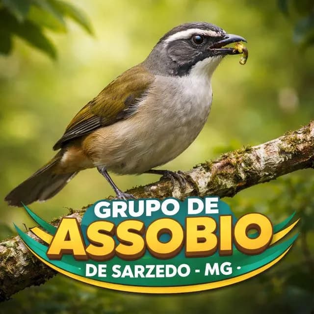 Grupo Pra Assobiar Sarzedo — grupos de WhatsApp