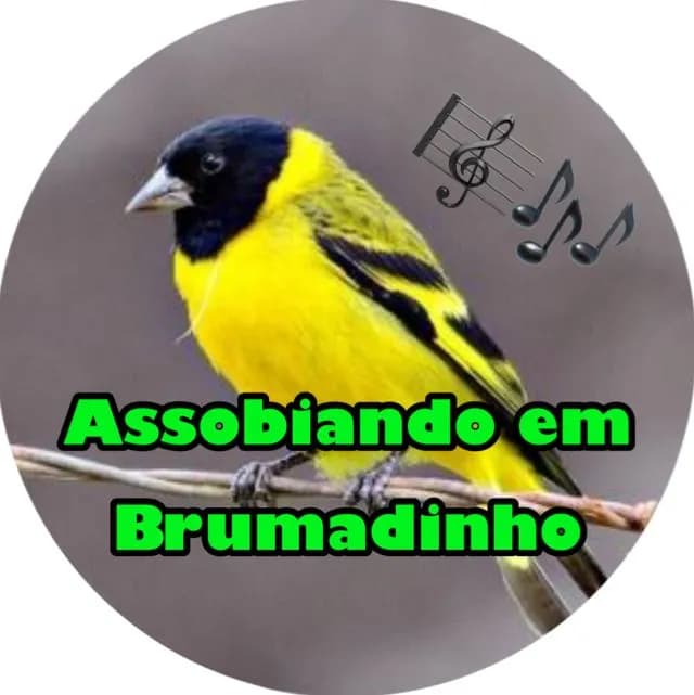Grupo Assobio Pintassilgo Brumadinho e Região — grupos de WhatsApp