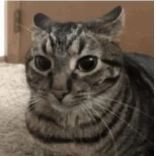 But Te Terminan Baneando — grupos de WhatsApp