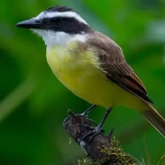 Associacao Assobiadores Botucatu — grupos de WhatsApp