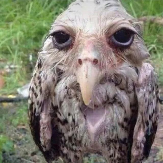 Grupo De Assobiadores — grupos de WhatsApp