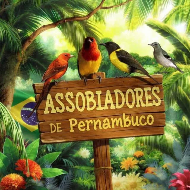 Assobiadores de Pernambuco — grupos de WhatsApp