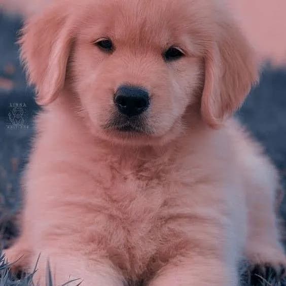 Mundo Dos Caes — grupos de WhatsApp