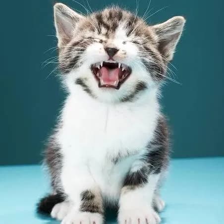 Miados Ceara — grupos de WhatsApp