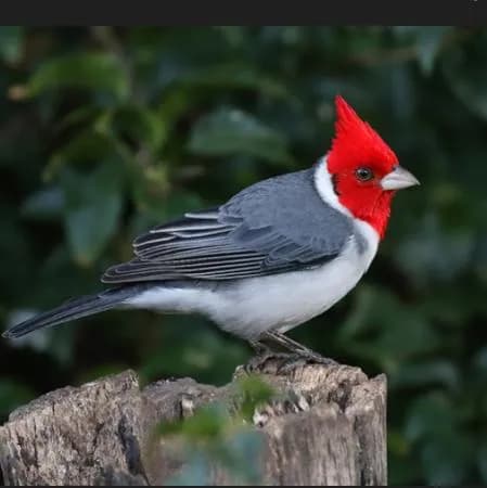 Assobiadores De Elite — grupos de WhatsApp