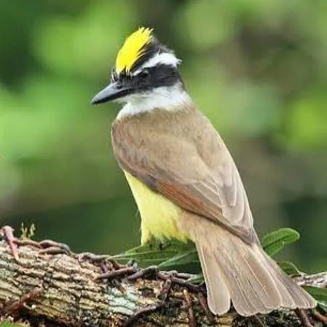 Assobiadores De Marilia — grupos de WhatsApp