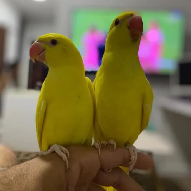 Aves Do Tocantins