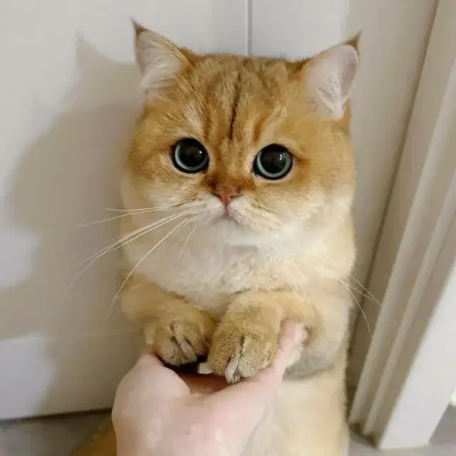 Meow😾 — grupos de WhatsApp