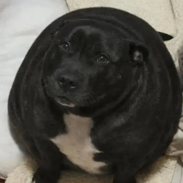 Los Papoisitos