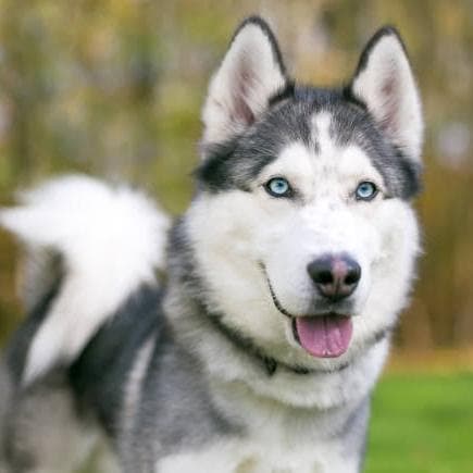Husky Siberiano — grupos de WhatsApp