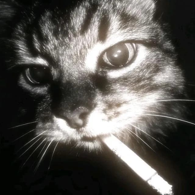 Turma do Sem Regras — grupos de WhatsApp