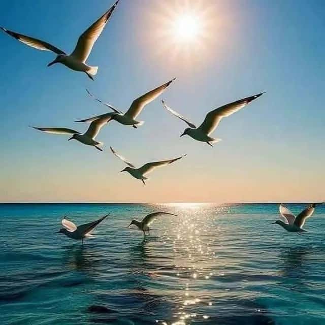 NaturaLeza Musica Pesca Antigua Plantas Recetas — grupos de WhatsApp