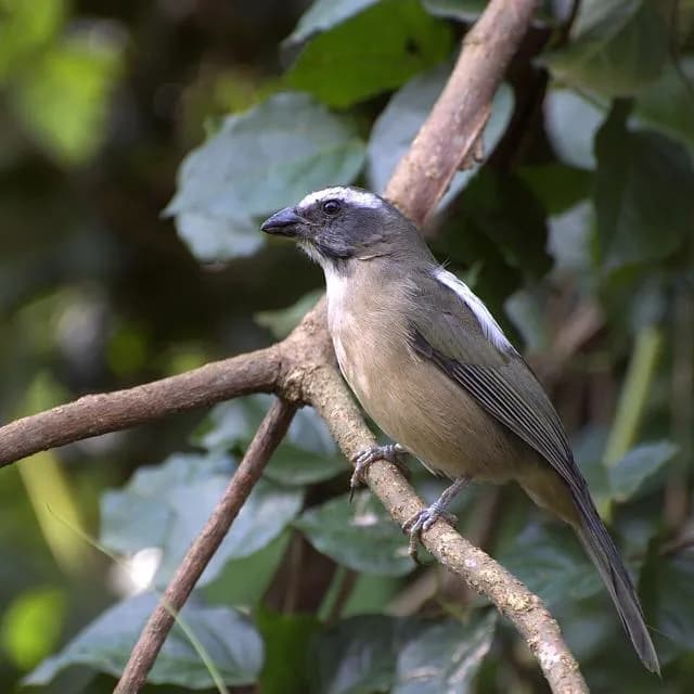 Assobiadores Trinca Ferro RS