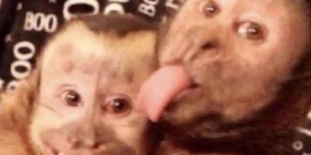 π΅πΈπΆπππΈπ½π·π°π π΄ π±π°ππ΄ πΏπ°πΏπΎ